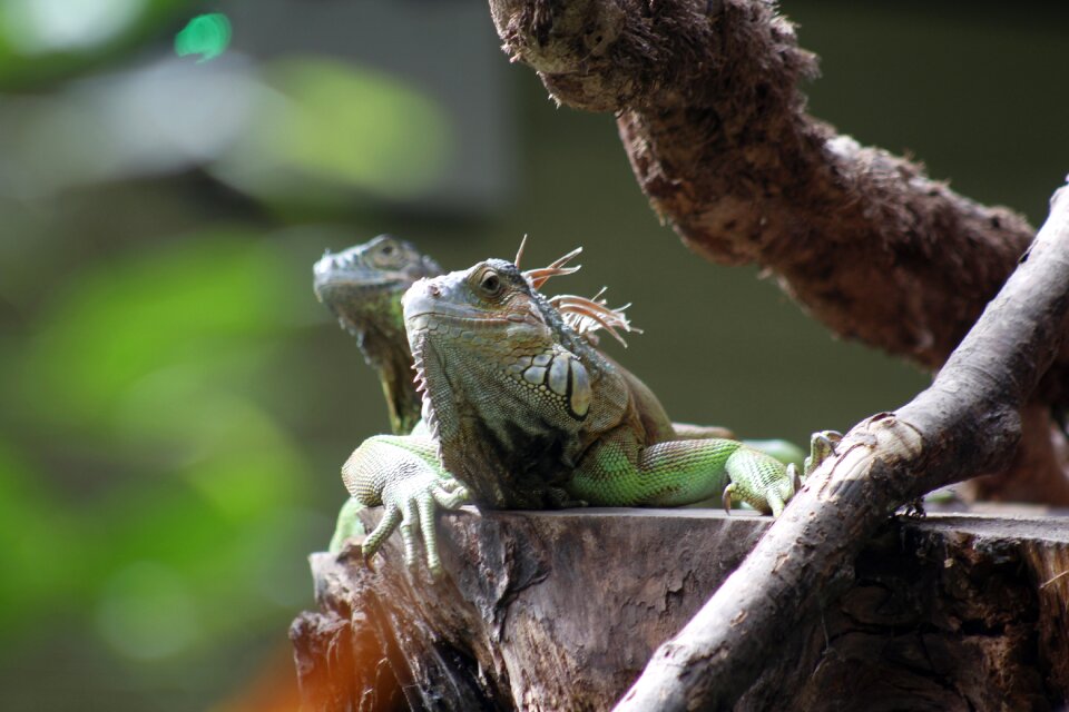 Reptile animal nature