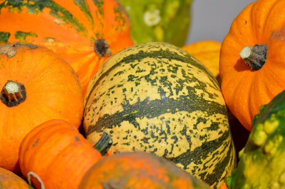 Autumn cucurbita maxima choose