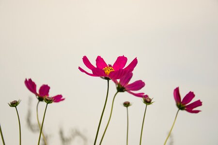 Nature summer flowers garden flower
