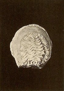 Curtius Olympia 5 t09b