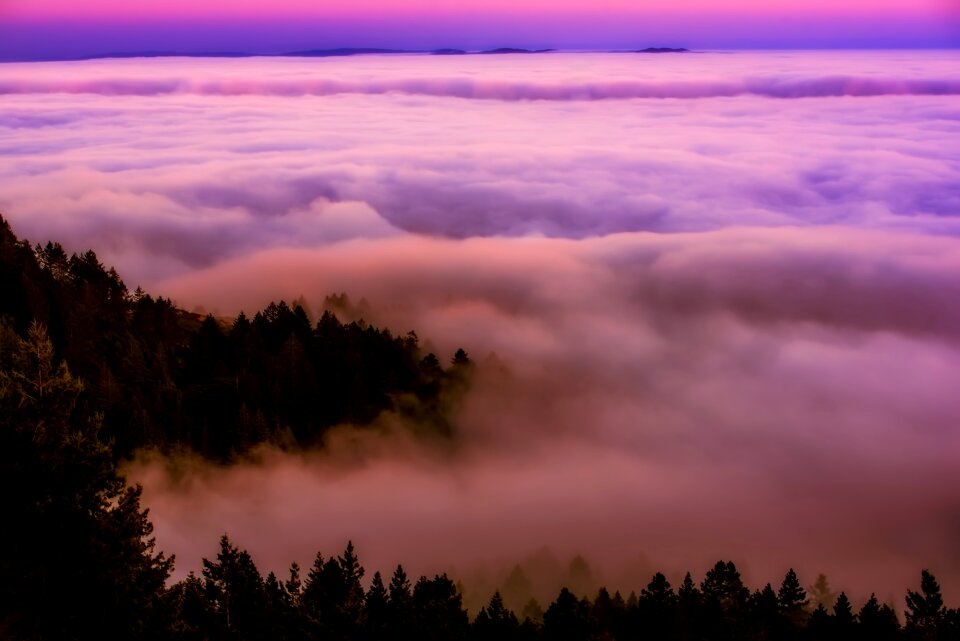 Haze forest trees