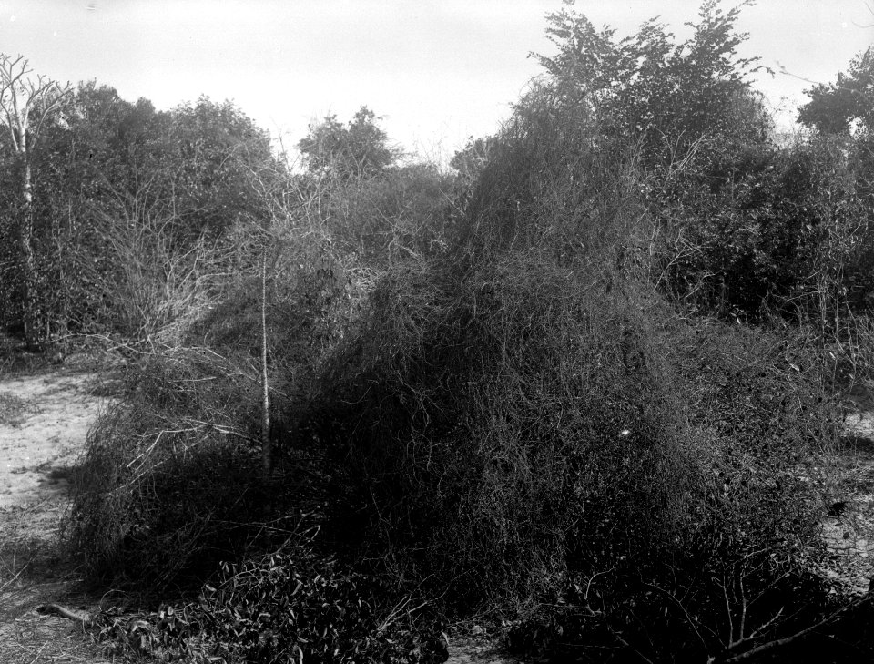 Cuscutasnår. Mahajanga, Majunga. Madagaskar - SMVK - 022014