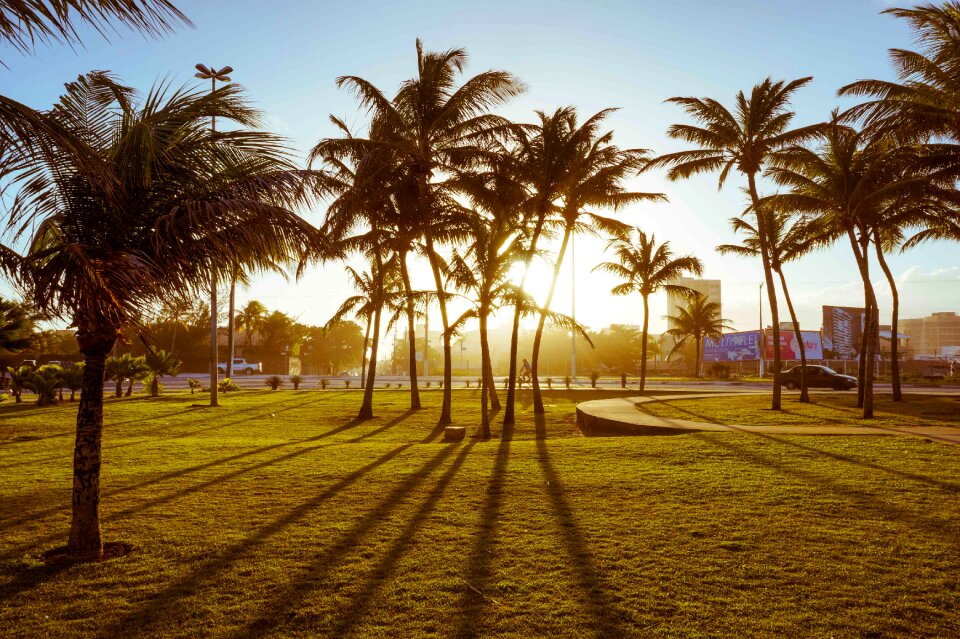 Shadows sol coconut trees