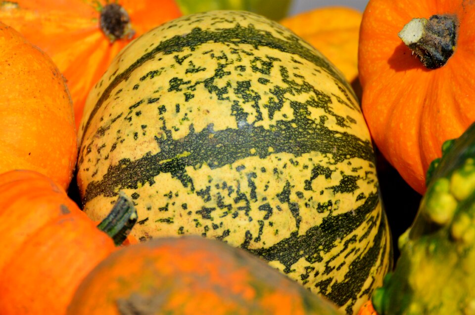 Autumn cucurbita maxima choose