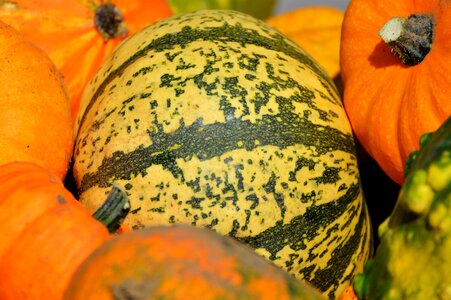 Autumn cucurbita maxima choose