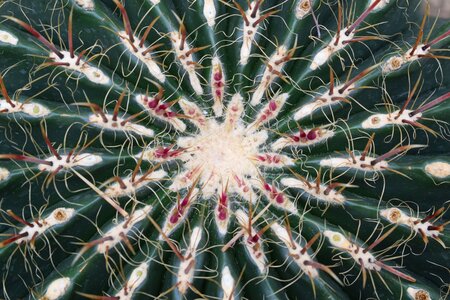 Flower green cacti photo