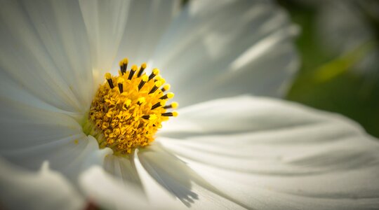 Petal plants nature