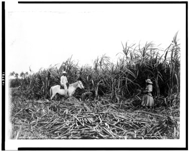 Cutting cane on a Cuban sugar plantation LCCN94504519