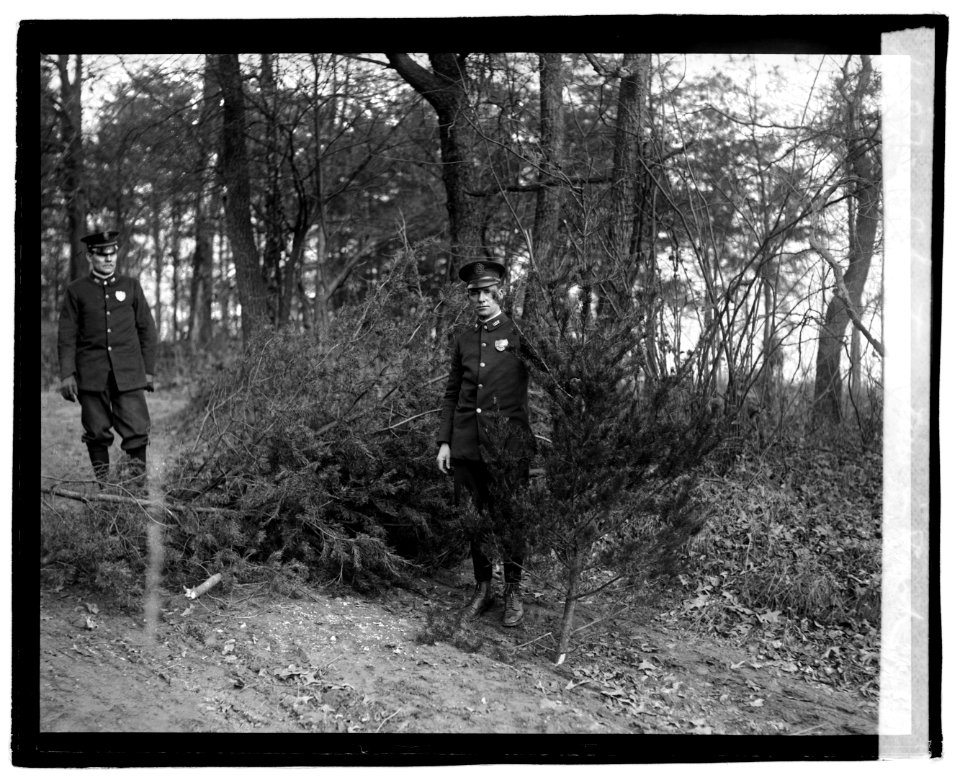 Cutting Christmas trees in park LOC npcc.03231