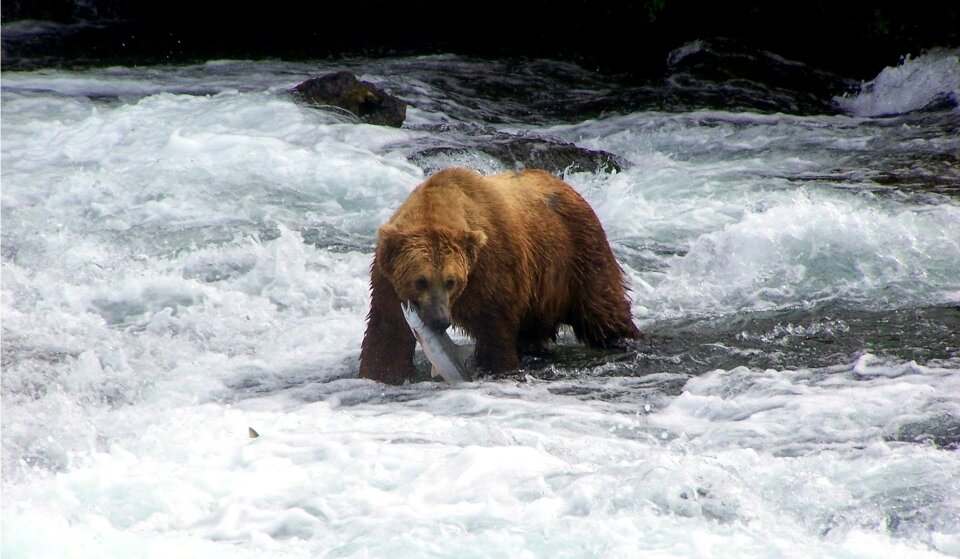Wildlife salmon fish grizzly photo