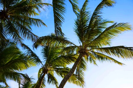 Brightness sky coconut trees photo