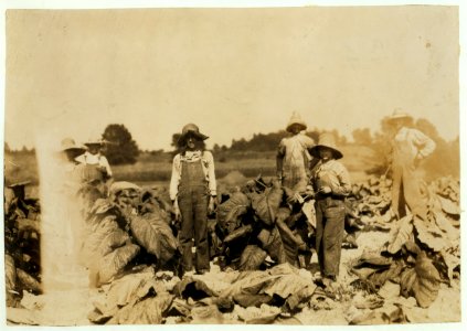 Cutting tobacco on farm of A.G.W. Gish, Route 3, Henderson. Boys 10, 13 and 15 years will all go to Niagara School, Div. 4, Henderson Co., when it opens next week. New building. The 2 LOC nclc.00521