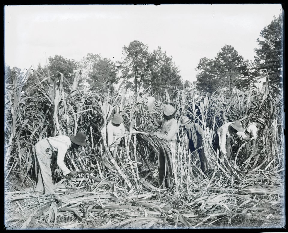 Cutting sugar cane on the Marshall Farm, Tuskegee, Ala. LCCN2014646487