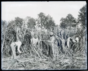 Cutting sugar cane on the Marshall Farm, Tuskegee, Ala. LCCN2014646487