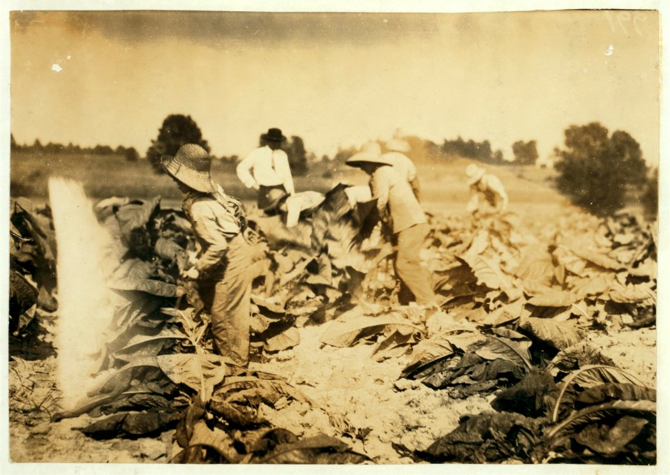 Cutting tobacco on farm of A.G.W. Gish, Route 3, Henderson. Boys 10, 13 and 15 years will all go to Niaara School, Div. 4, Henderson Co., when it opens next week. New building. The 2 younger LOC nclc.00523