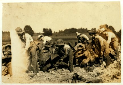 Cutting tobacco on farm of A.G.W. Gish, Route 3, Henderson. Boys 10, 13 and 15 years will all go to Niagara School, Div. 4, Henderson Co., when it opens next week. New building. The 2 LOC nclc.00522