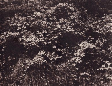 Cuvelier, Eugène - Gras und Büsche (Zeno Fotografie)