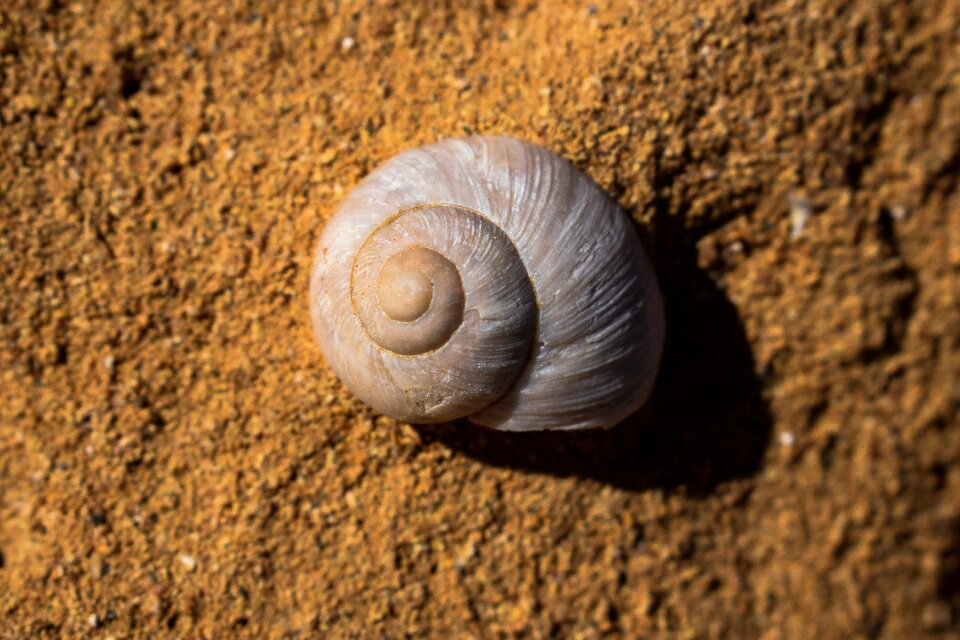 Nature seashore rock photo