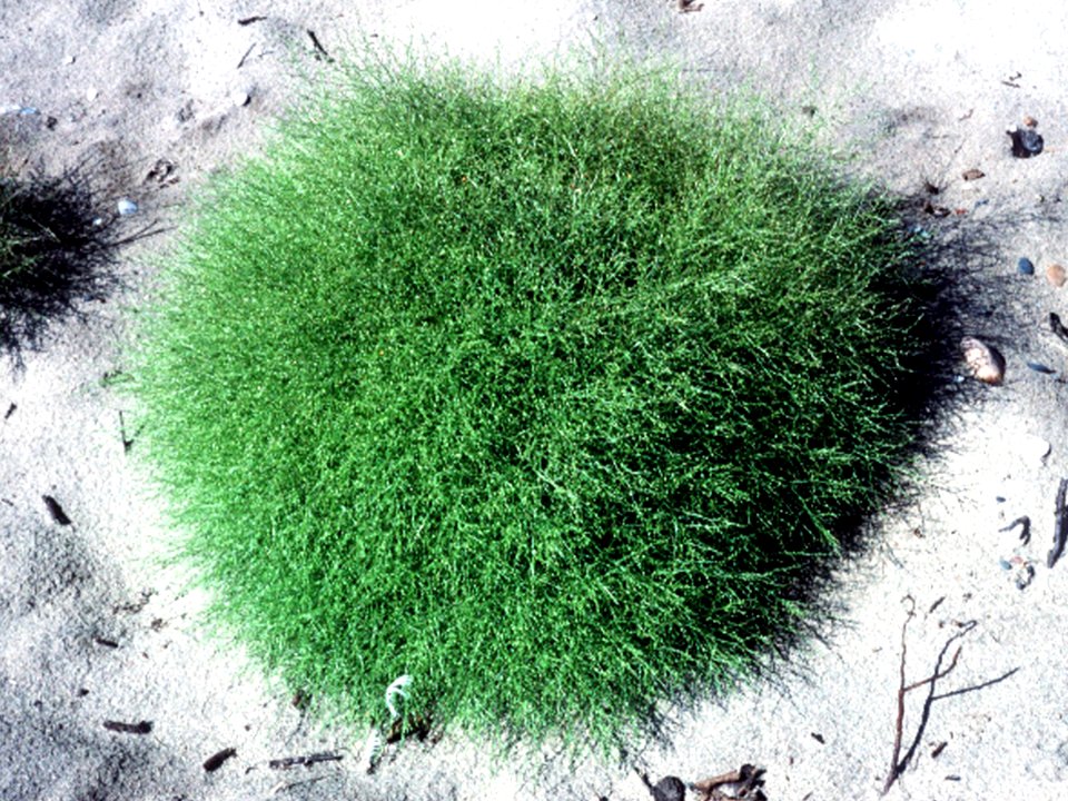Cycloloma atriplicifolium NRCS-2
