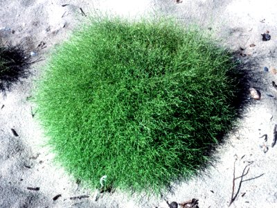 Cycloloma atriplicifolium NRCS-2