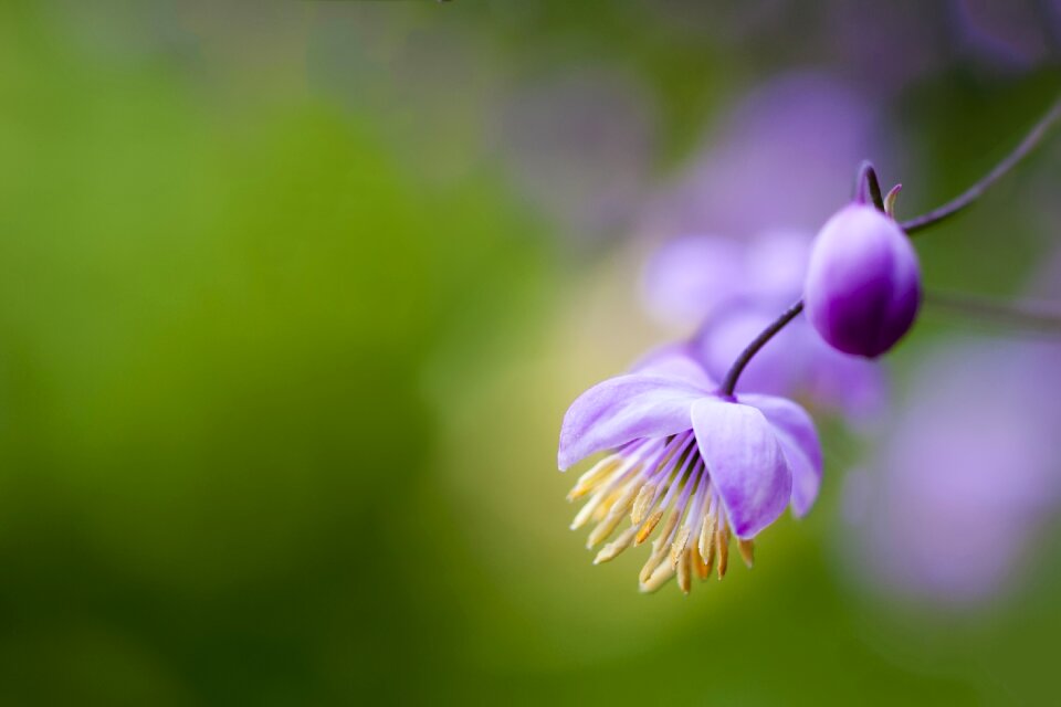 Purple flower nature plant