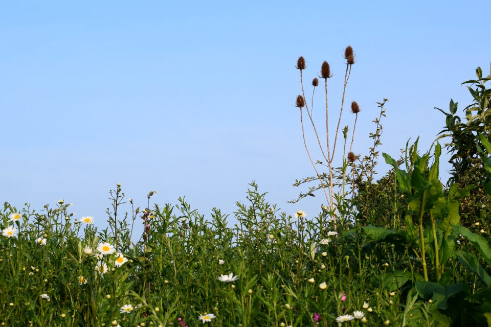 Field green grass photo