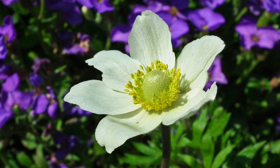 Nature garden closeup