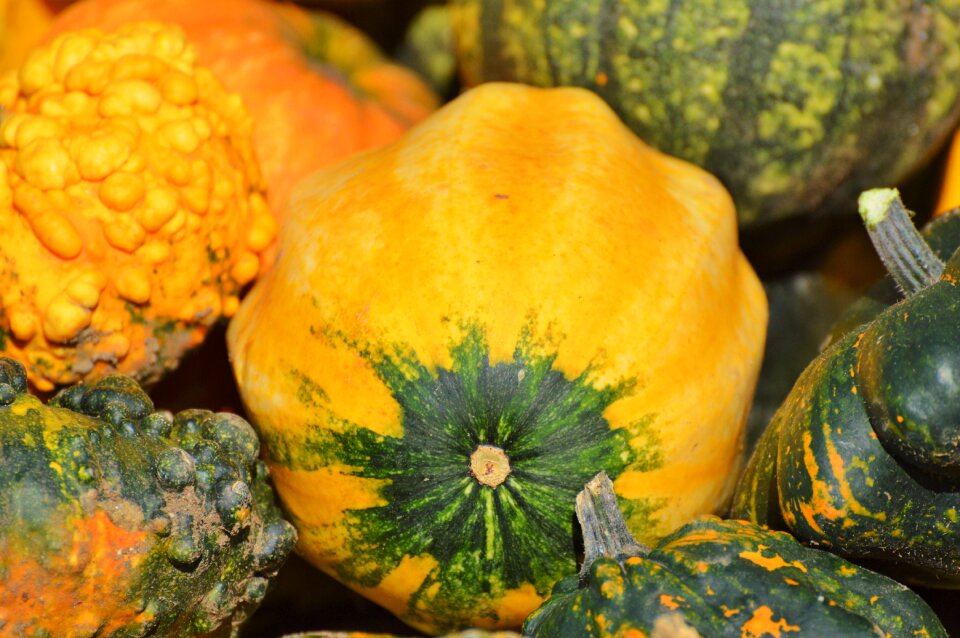 Autumn cucurbita maxima choose