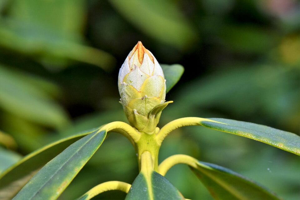 Bud blossom bloom