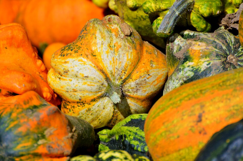 Autumn cucurbita maxima choose
