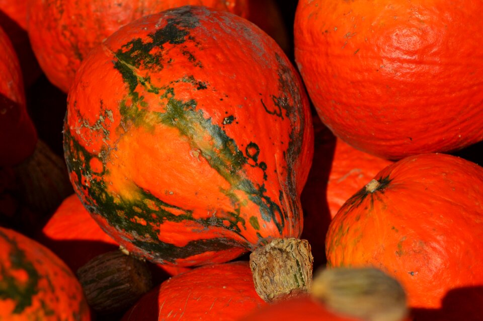 Autumn cucurbita maxima choose