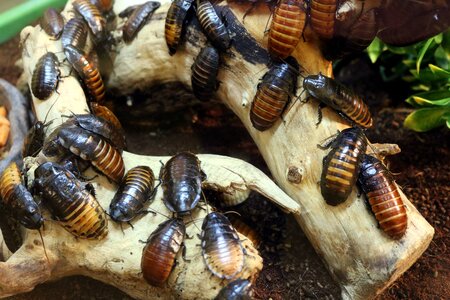 Pest roach beetle photo