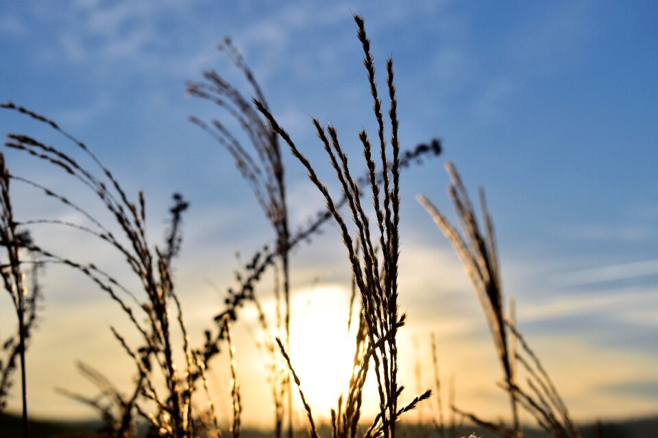Mood blade of grass sky