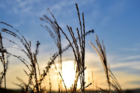 Mood blade of grass sky photo