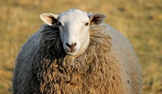 Winter wool portrait sheepshead photo