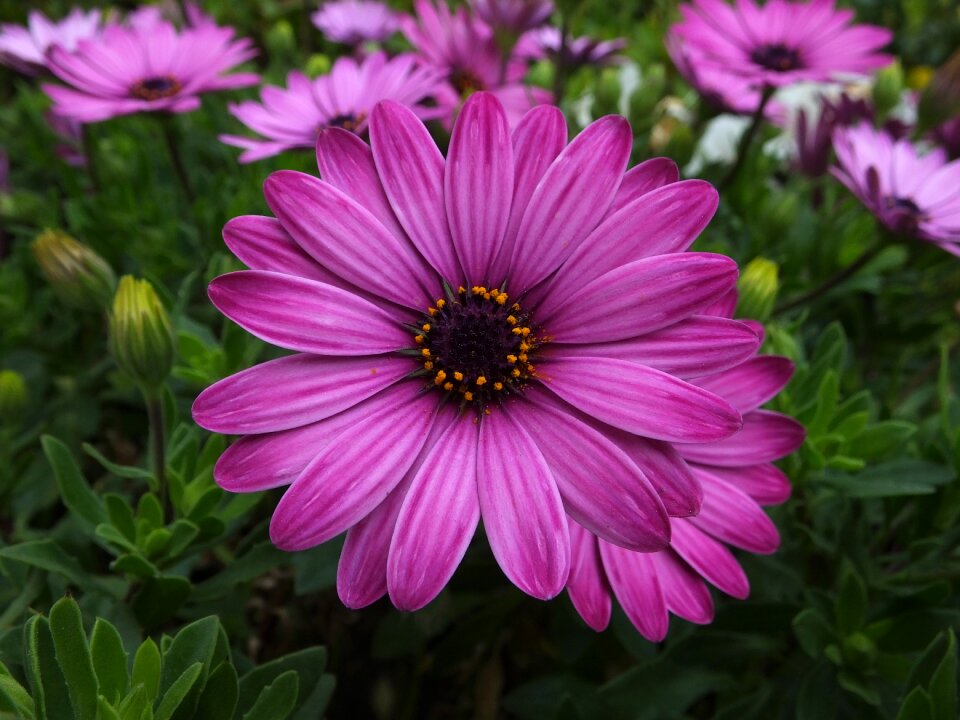 Cape marguerite nature dimorphotheca ecklonis photo