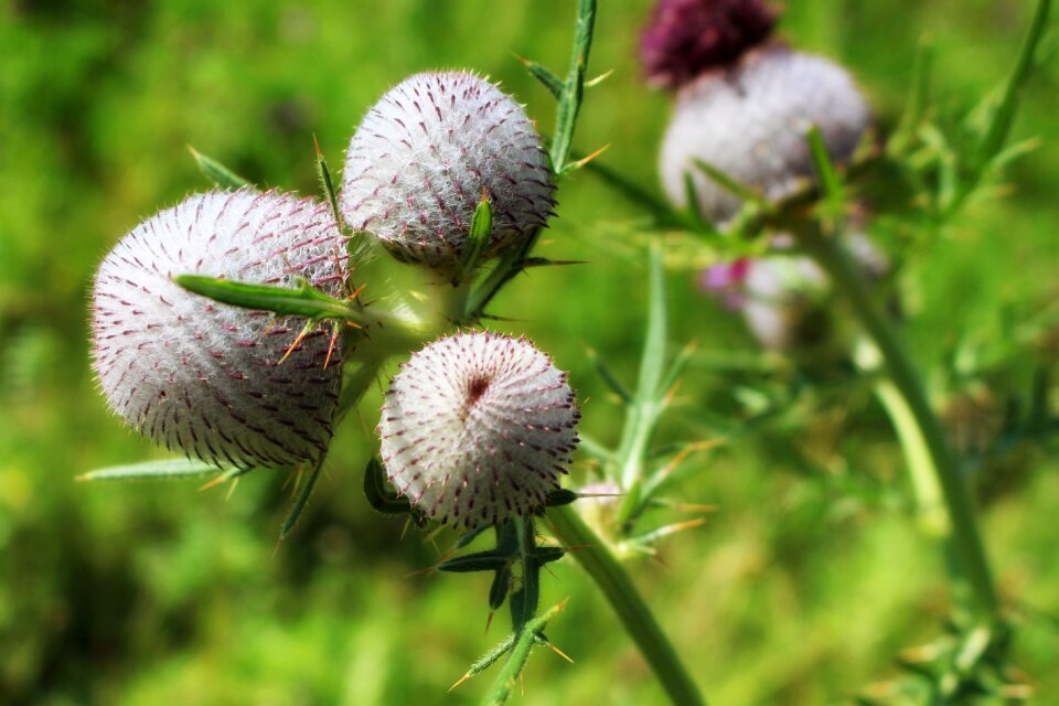 Summer meadow thistle flower