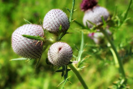 Summer meadow thistle flower