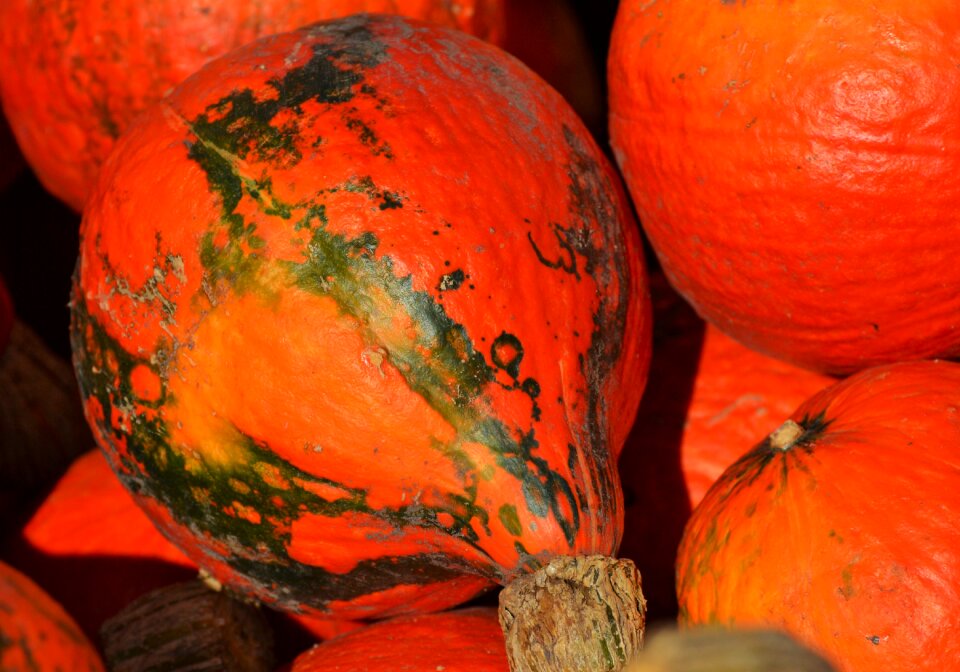 Autumn cucurbita maxima choose