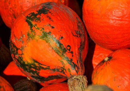 Autumn cucurbita maxima choose
