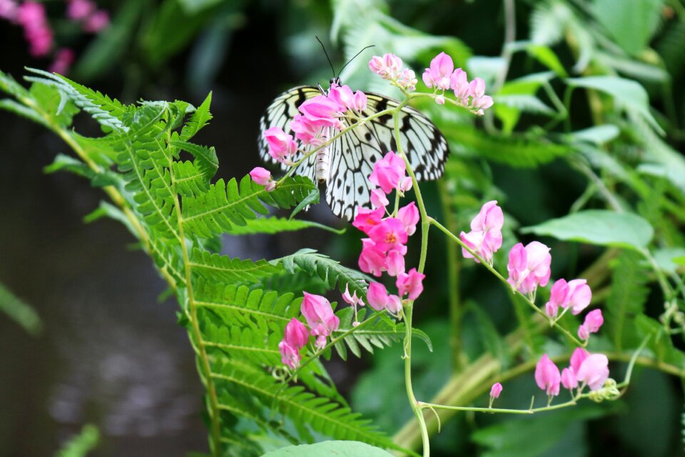 Black and white floral nature