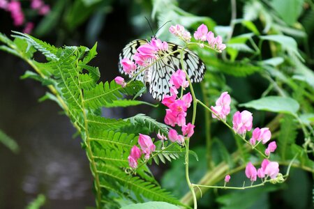 Black and white floral nature
