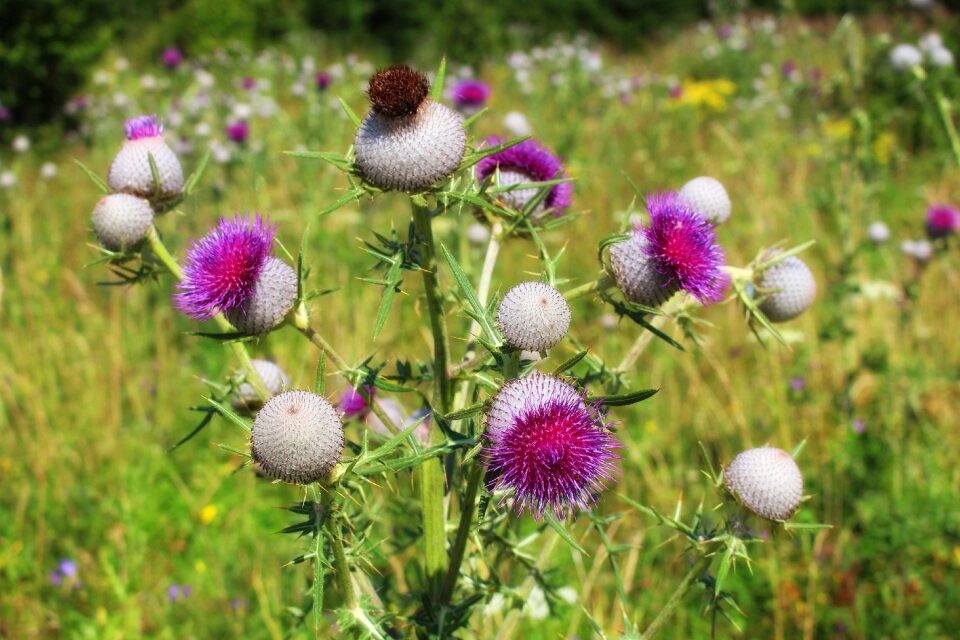 Summer meadow thistle flower