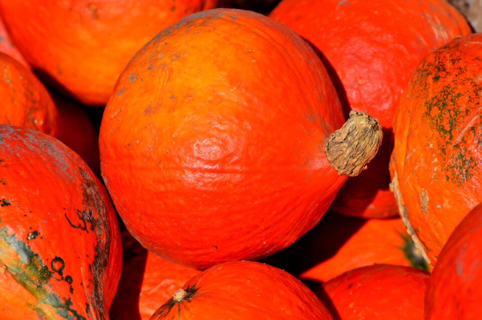 Autumn cucurbita maxima choose