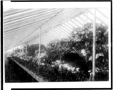 D.C. Washington-White House-Conservatory-Azalea house LCCN97505341