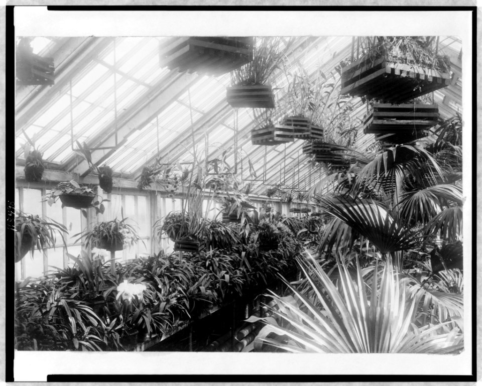 D.C. Washington-White House-Conservatory-Orchid house LCCN97505356