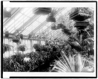 D.C. Washington-White House-Conservatory-Orchid house LCCN97505356