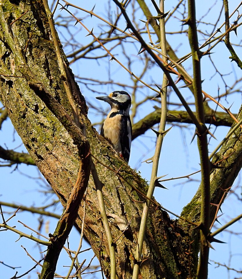 Birds nature tree