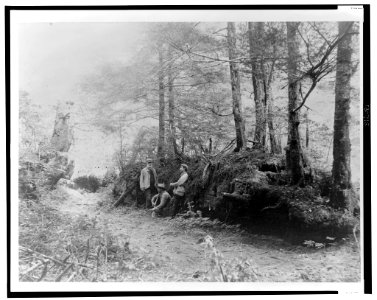 D.G. Elliot, A.K. Fisher, and Robert Ridgway in woods bordering Indian River, Sitka, Alaska, 1899) - Curtis LCCN2002706853 photo