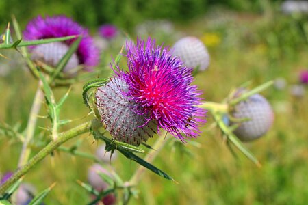 Summer meadow thistle flower